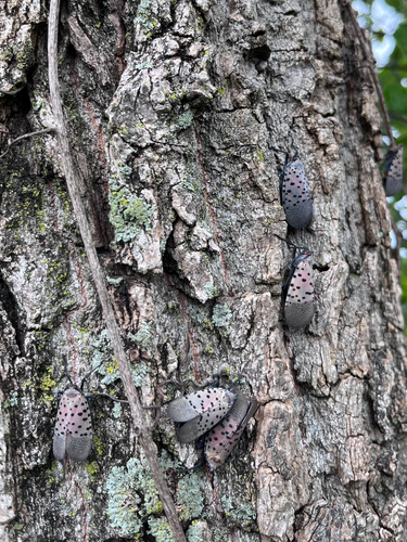 Spotted Lanternfly