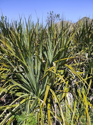 Prionium serratum, photograph 4