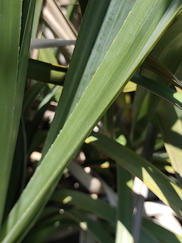 Prionium serratum, photograph 5