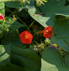 Ipomoea cristulata, photograph (c) stevemerkley, some rights reserved (CC BY)