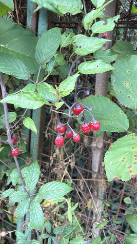 bittersweet nightshade