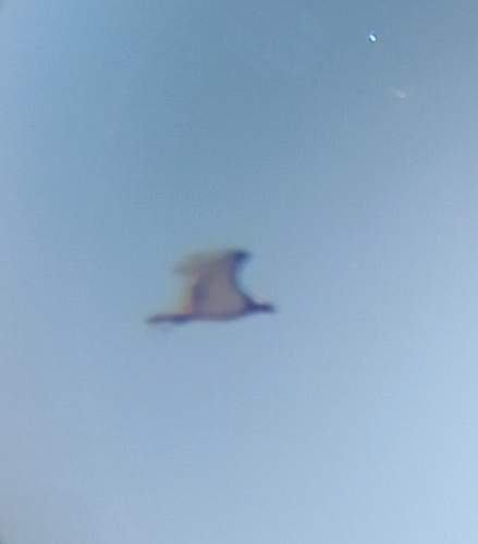 Osprey