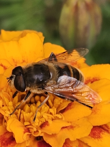 Common Drone Fly