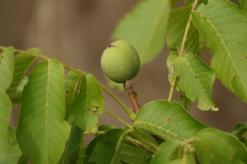 Juglans regia, photograph 6