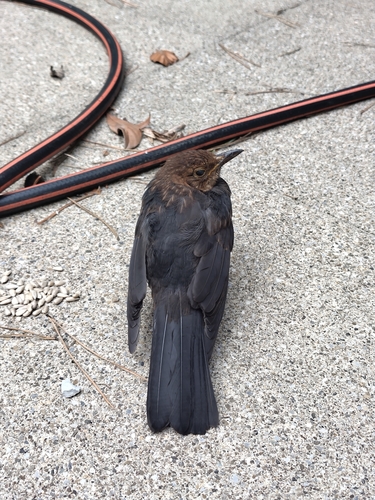 Eurasian Blackbird