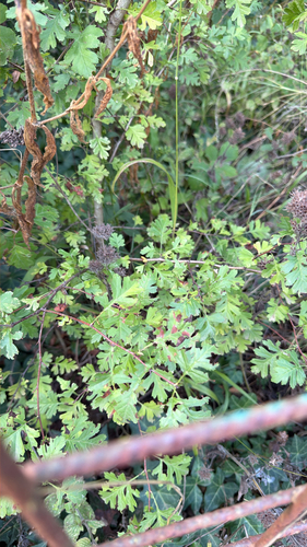 common hawthorn