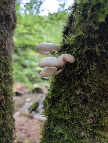 porcelain mushroom