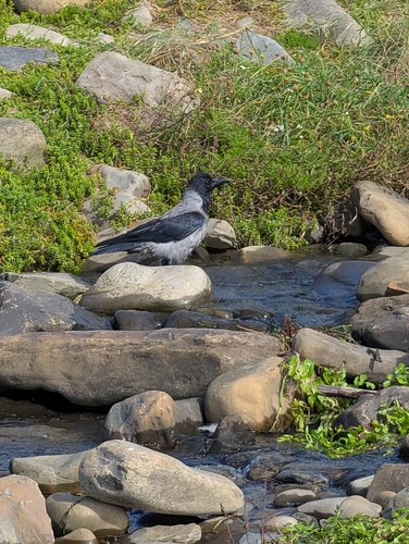 Hooded Crow