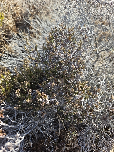 common heather