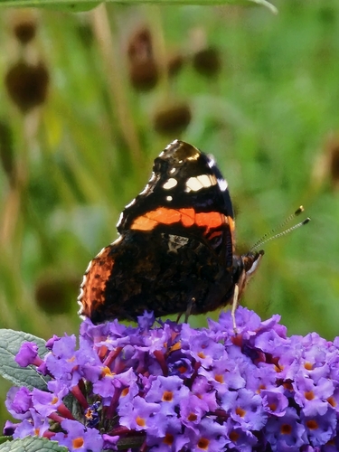 Red Admiral
