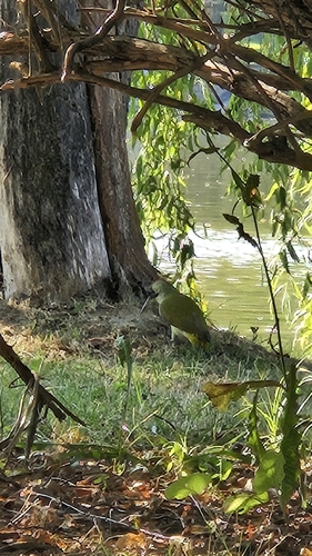 Eurasian Green Woodpecker