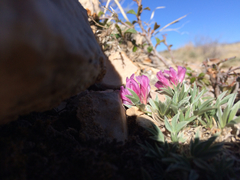 Trifolium dasyphyllum