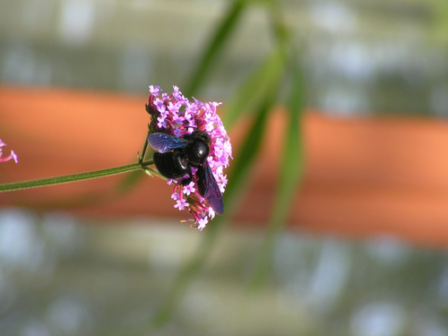 Xylocopa
