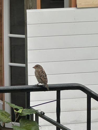 House Sparrow