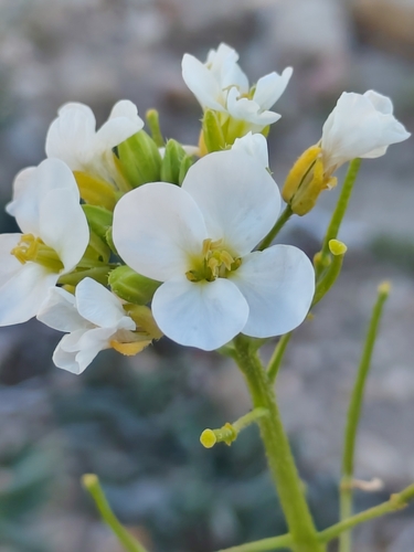 Diplotaxis erucoides, photograph 6