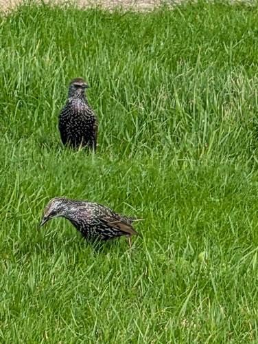 European Starling