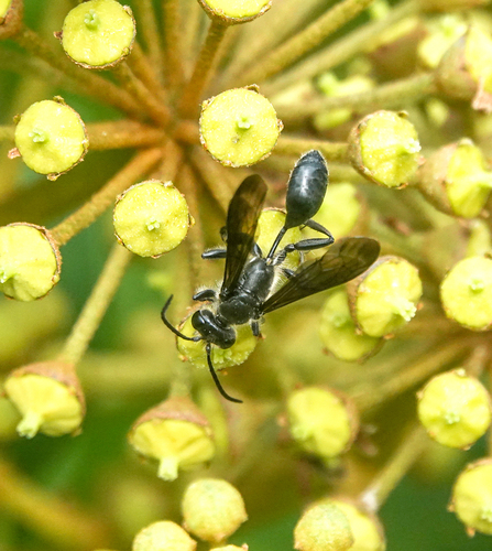Mexican Grass-carrying Wasp, 's-Gravenland, Capelle aan den IJssel, Nederland, photo 10 of 10
