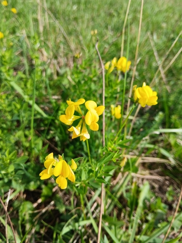 bird's-foot trefoil