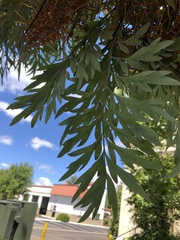 Grevillea robusta