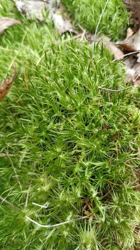 Waxyleaf Moss