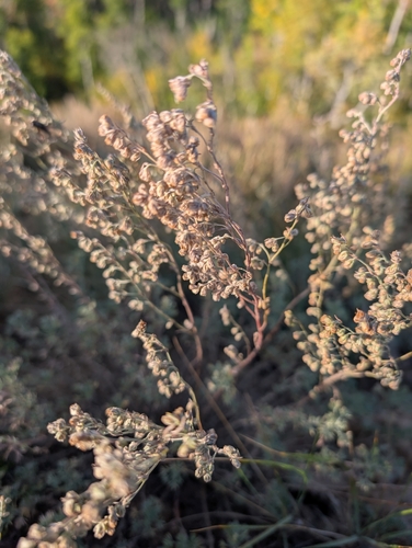 fringed sagebrush