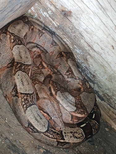 Boa Constrictor