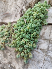 (c) Samuele, some rights reserved (CC BY) Sedum dasyphyllum, photograph (c) Samuele, some rights reserved (CC BY)