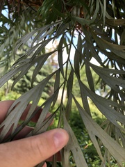 Grevillea robusta