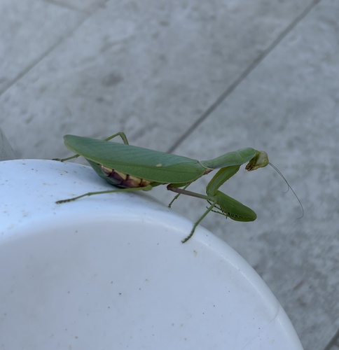 Transcaucasian Giant Mantis
