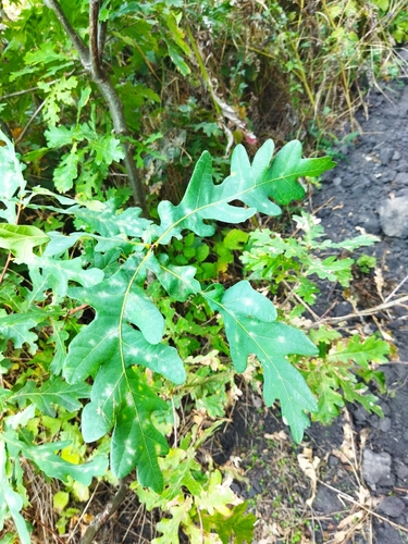 English oak