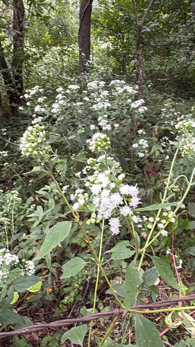 white snakeroot