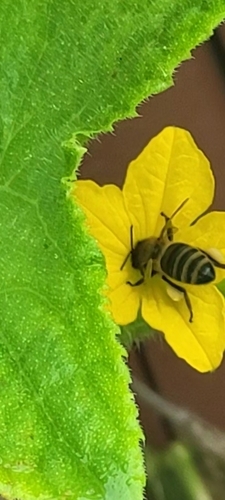 Western Honey Bee