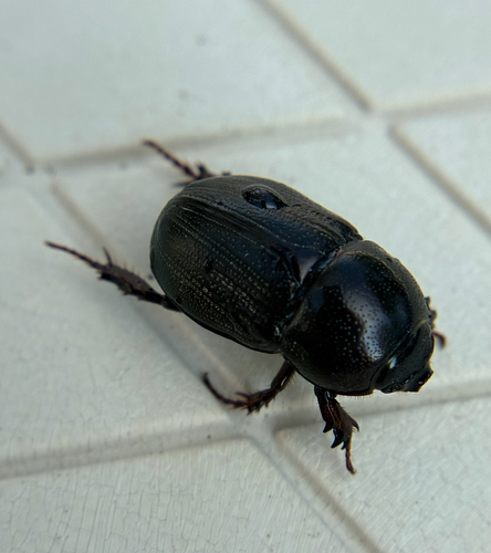 Sugarcane Beetle