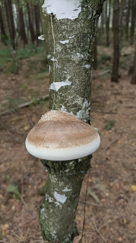 birch polypore