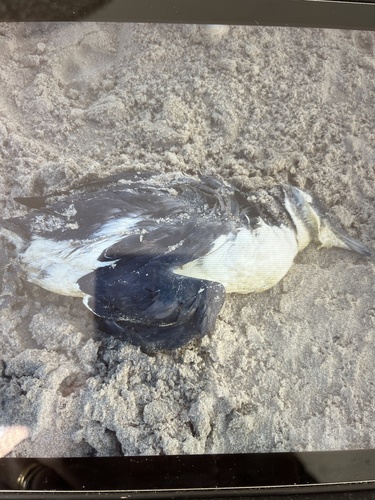 Common Murre