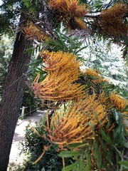 Grevillea robusta
