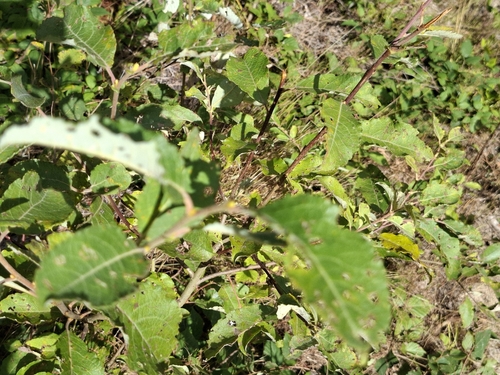 Salix caprea