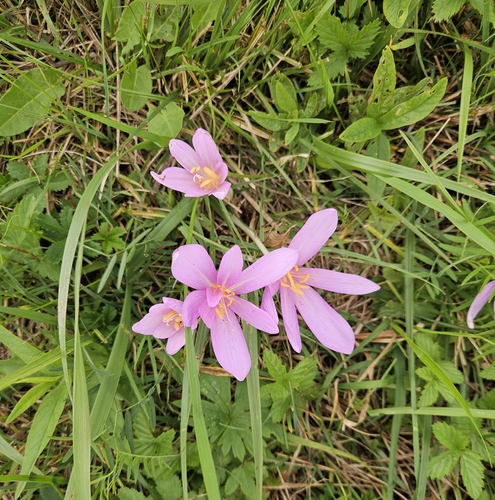 Autumn Crocus