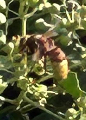 European Hornet