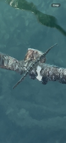 Broadnosed Pipefish