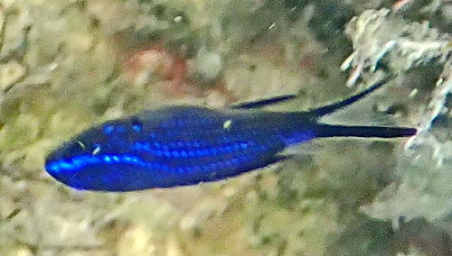 Mediterranean Damselfish