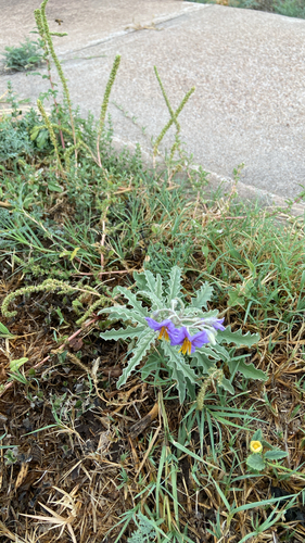 silverleaf nightshade