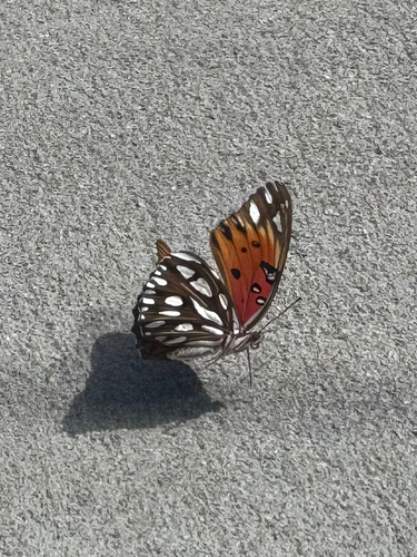 Gulf Fritillary