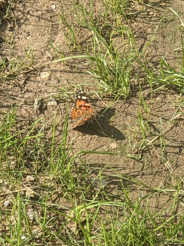 Painted Lady