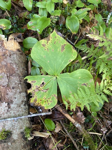 Trillium erectum, 2026-09-13