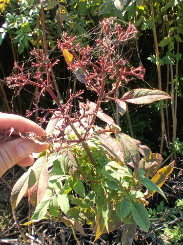 Sambucus ebulus, photograph 6