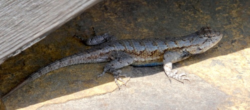 Eastern Fence Lizard