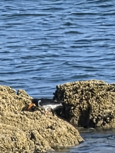 Eurasian Oystercatcher