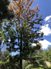 Grevillea robusta