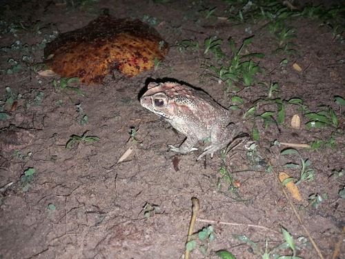 Asian Common Toad
